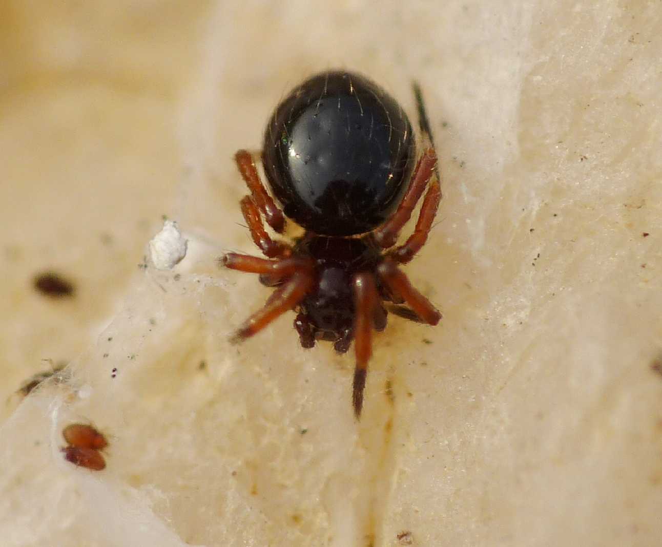 Euryopis sp.